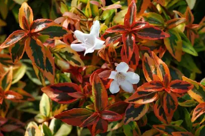 abelia-kaleidoscope--1