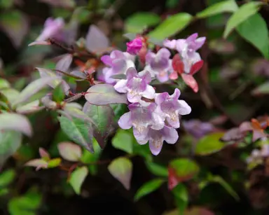 Abelia 'Lavender Mist' flower.