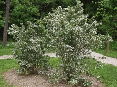 Abelia mosanensis plant with white flowers.