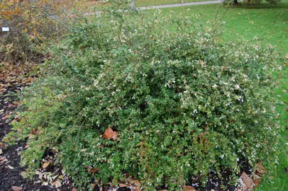 abelia-schumannii--1