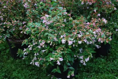 abelia-schumannii--2