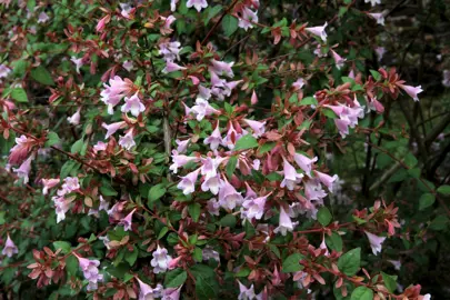 Abelia schumannii shrub with showy, light pink flowers.