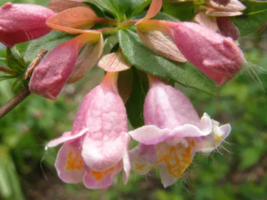 Abelia schumannii light pink flowers.