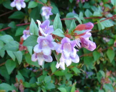 abelia-schumannii-