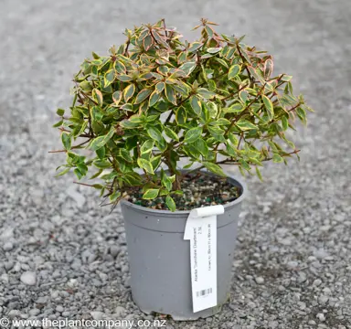 An Abelia 'Sunshine Daydream' plant for sale at The Plant Company nursery.