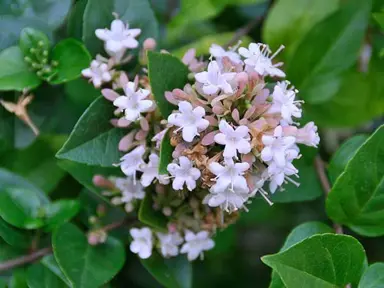 Abelia triflora white flowers and dark green leaves.