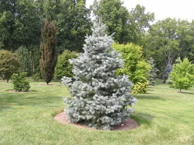 abies-candicans-
