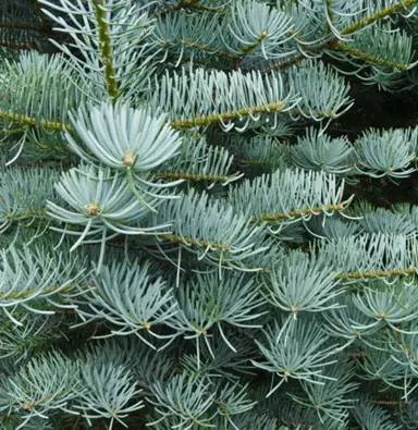 abies-candicans-1