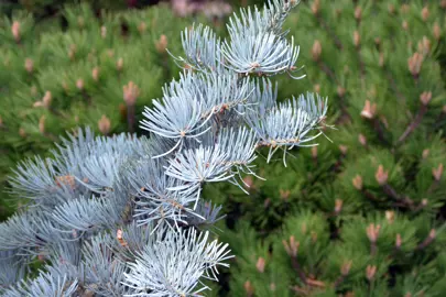 abies-candicans-2