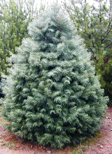abies-candicans-4