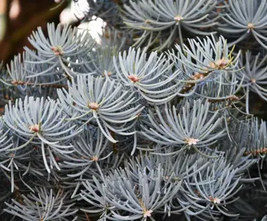 abies-compacta-1