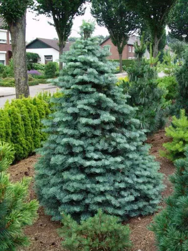 abies-compacta-3
