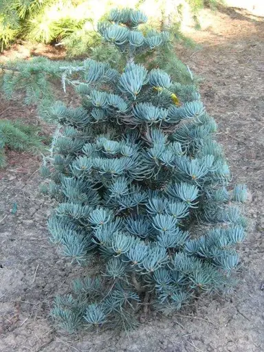 abies-compacta-4