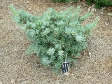 abies-hosta-la-vista-2