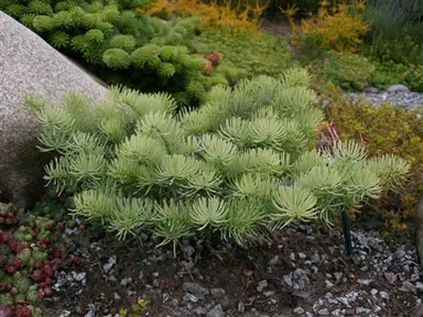 abies-hosta-la-vista-3