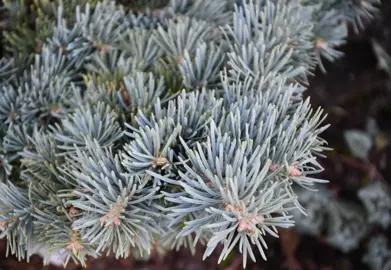abies-piggelmee-