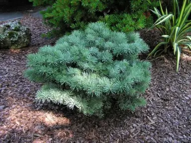abies-piggelmee-1