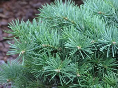 abies-piggelmee-2