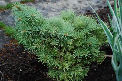 abies-piggelmee-3