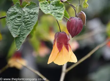 Nature's beauty: A stunning Abutilon Halo flower in yellow and red, delicately hanging from a tree.
