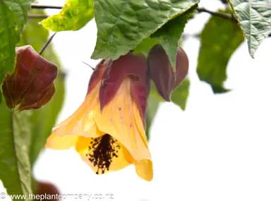 Colorful floral display: A yellow and red Abutilon Halo flower adorning a tree branch.