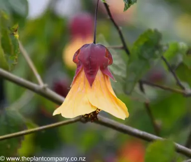 Abutilon Halo: Vibrant yellow and red flower gracefully suspended from a tree branch.