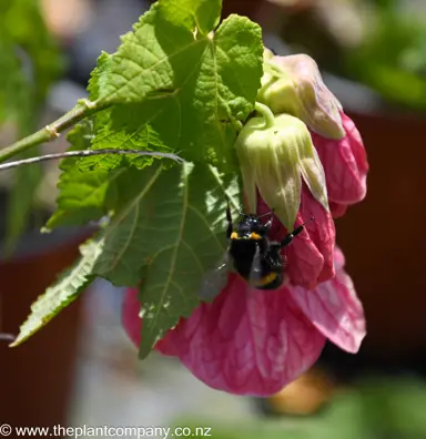 Vibrant bee perched on hot pink abutilon flower with lush green leaves.