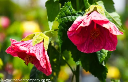 Abutilon hot pink: A vibrant pink flower with delicate petals and green leaves, adding a pop of color to any garden or floral arrangement.