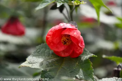 A plant adorned with red Abutilon flowers and lush foliage.