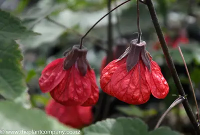 Brilliant red flowers blossoming on a plant adorned with vibrant leaves, identified as Abutilon red.