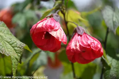 Abutilon red flowers blooming on a leafy plant.