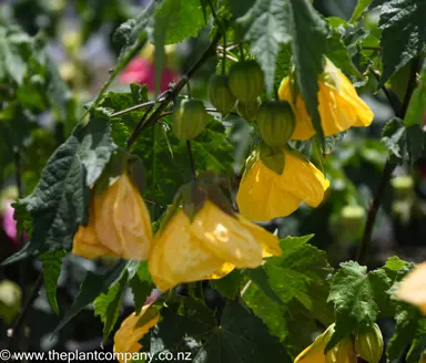 Vibrant yellow abutilon flowers thriving on a lush plant.