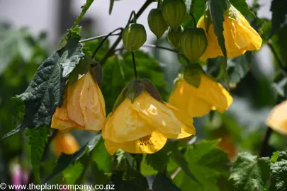 Beautiful yellow flowers of abutilon plant.