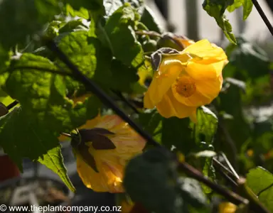 Yellow abutilon flowers blooming on a plant.