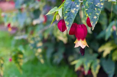 abutilon-megapotamicum-variegatum-