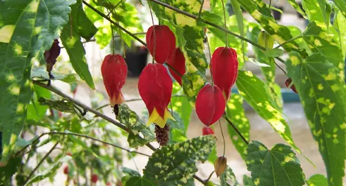 abutilon-megapotamicum-variegatum-1