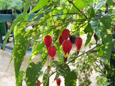 abutilon-megapotamicum-variegatum-2