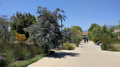 Acacia baileyana 'Purpurea' (Purple Wattle) specimen tree growing in an urban planting.