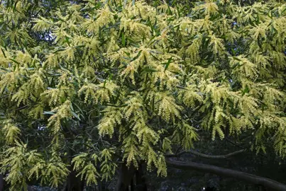 acacia-floribunda--1