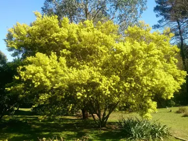 acacia-floribunda--2