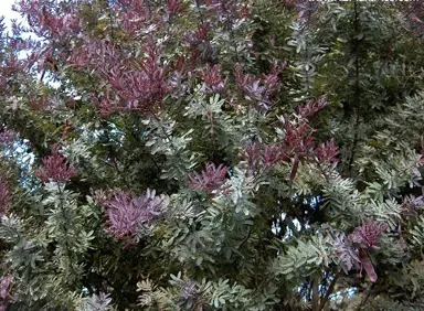 acacia-baileyana-purpurea-1
