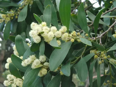 acacia-melanoxylon-1