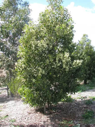 acacia-melanoxylon-2