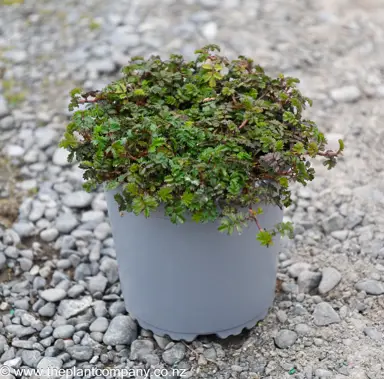 Acaena novae-zelandiae plant for sale at The Plant Company nursery.