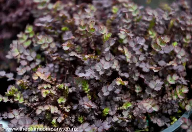 A low growing Acaena inermis purpurea with purple leaves.