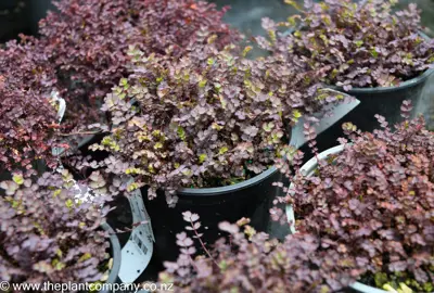 Vibrant purple colours of Acaena inermis purpurea.