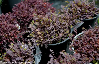 Acaena inermis purpurea showcasing its small and purple leaves.