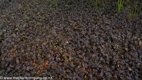 Acaena inermis purpurea growing as an elegant purple ground cover.