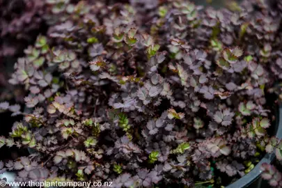 Acaena inermis purpurea with small purple leaves.