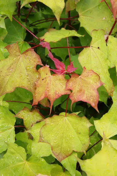 acer-cappadocicum-aureum--1